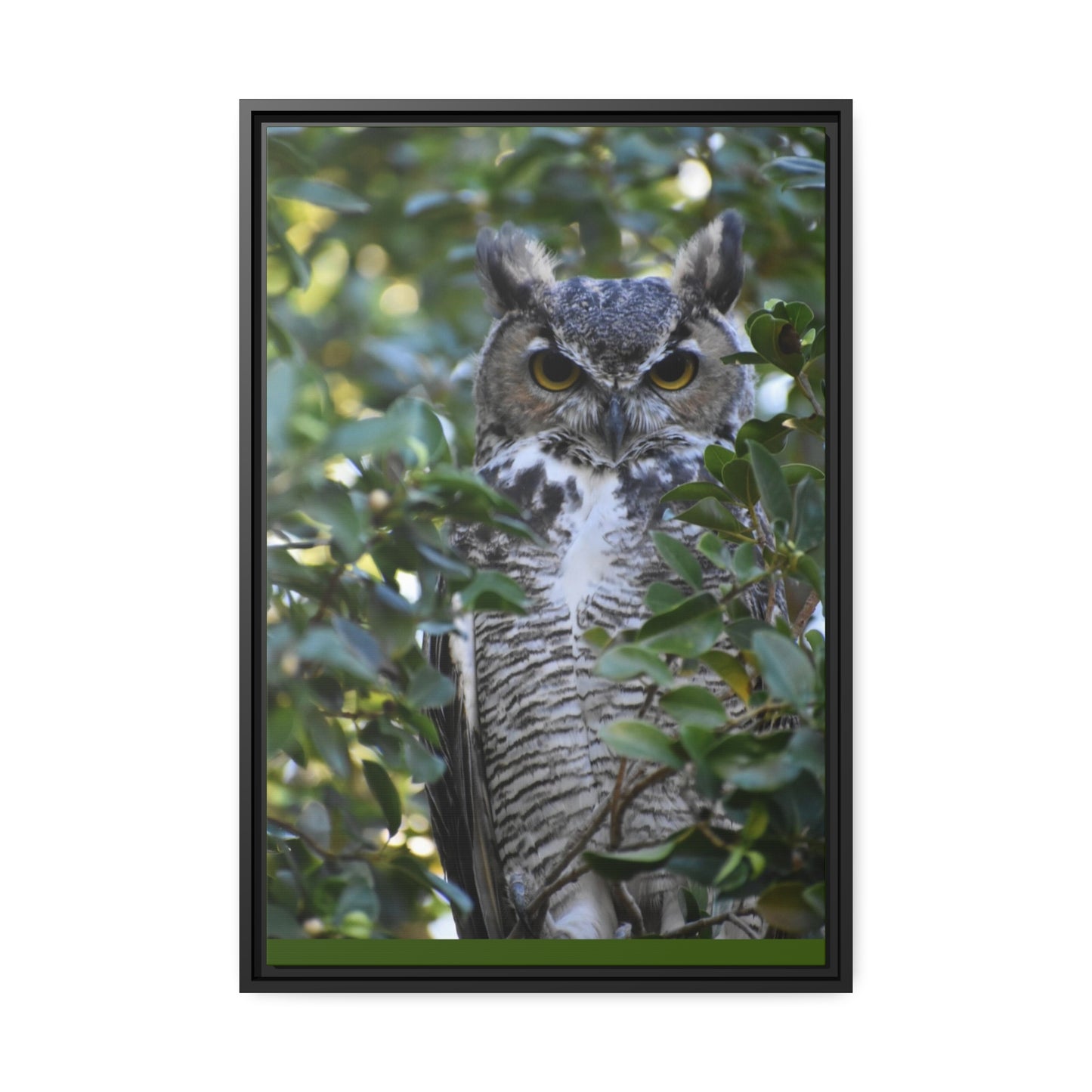 Great Horned Owl Canvas, Black Frame