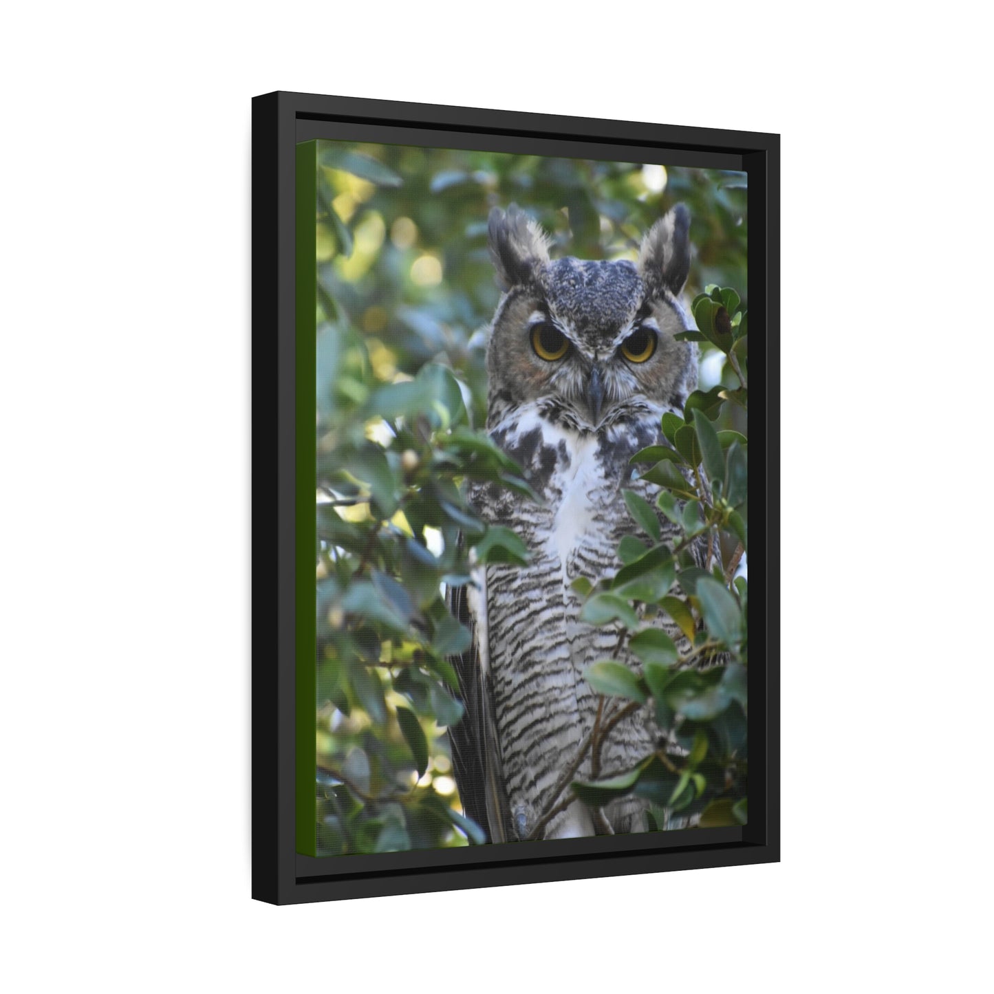 Great Horned Owl Canvas, Black Frame