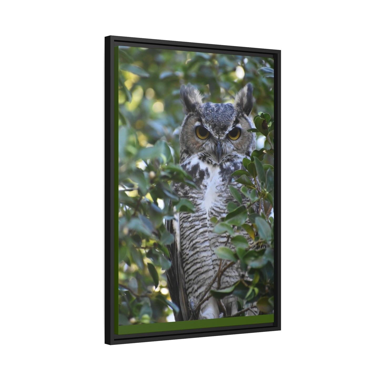 Great Horned Owl Canvas, Black Frame