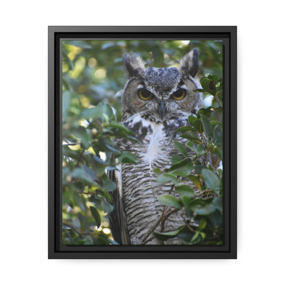 Great Horned Owl Canvas, Black Frame