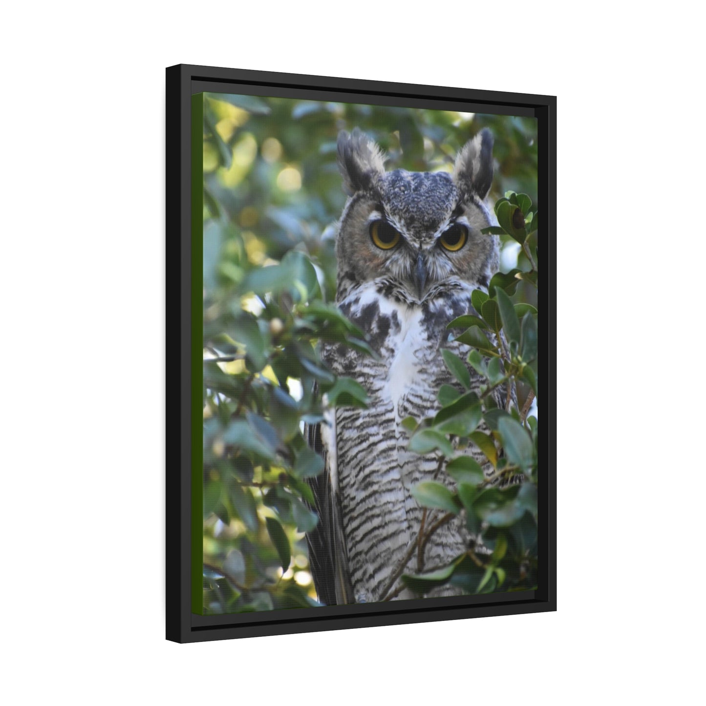 Great Horned Owl Canvas, Black Frame