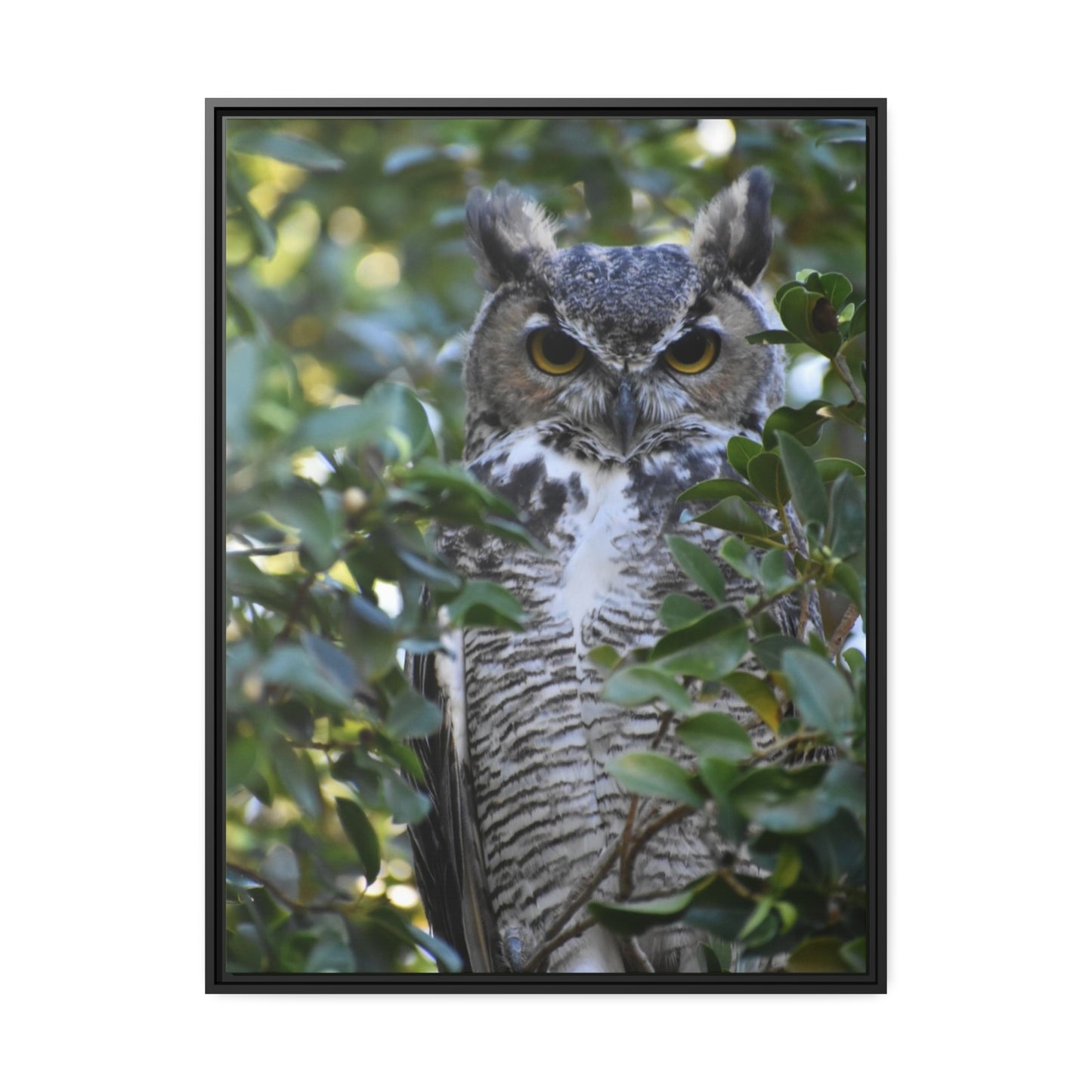 Great Horned Owl Canvas, Black Frame