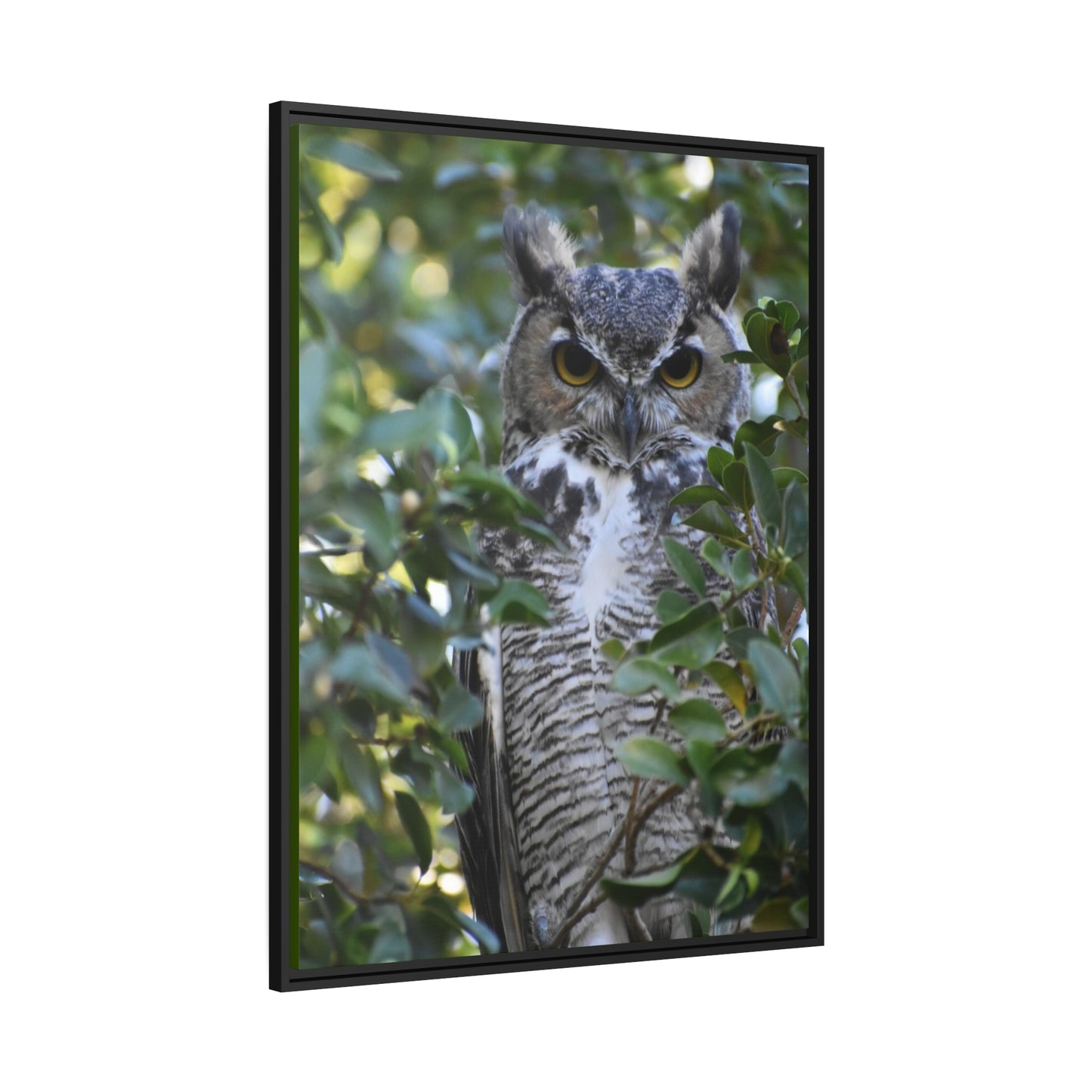 Great Horned Owl Canvas, Black Frame