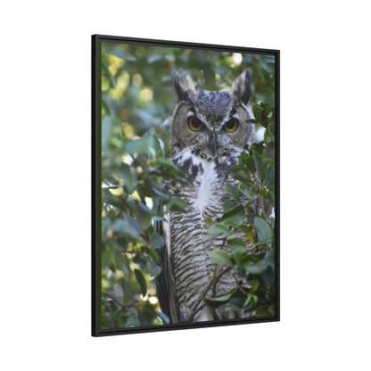 Great Horned Owl Canvas, Black Frame