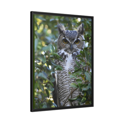 Great Horned Owl Canvas, Black Frame