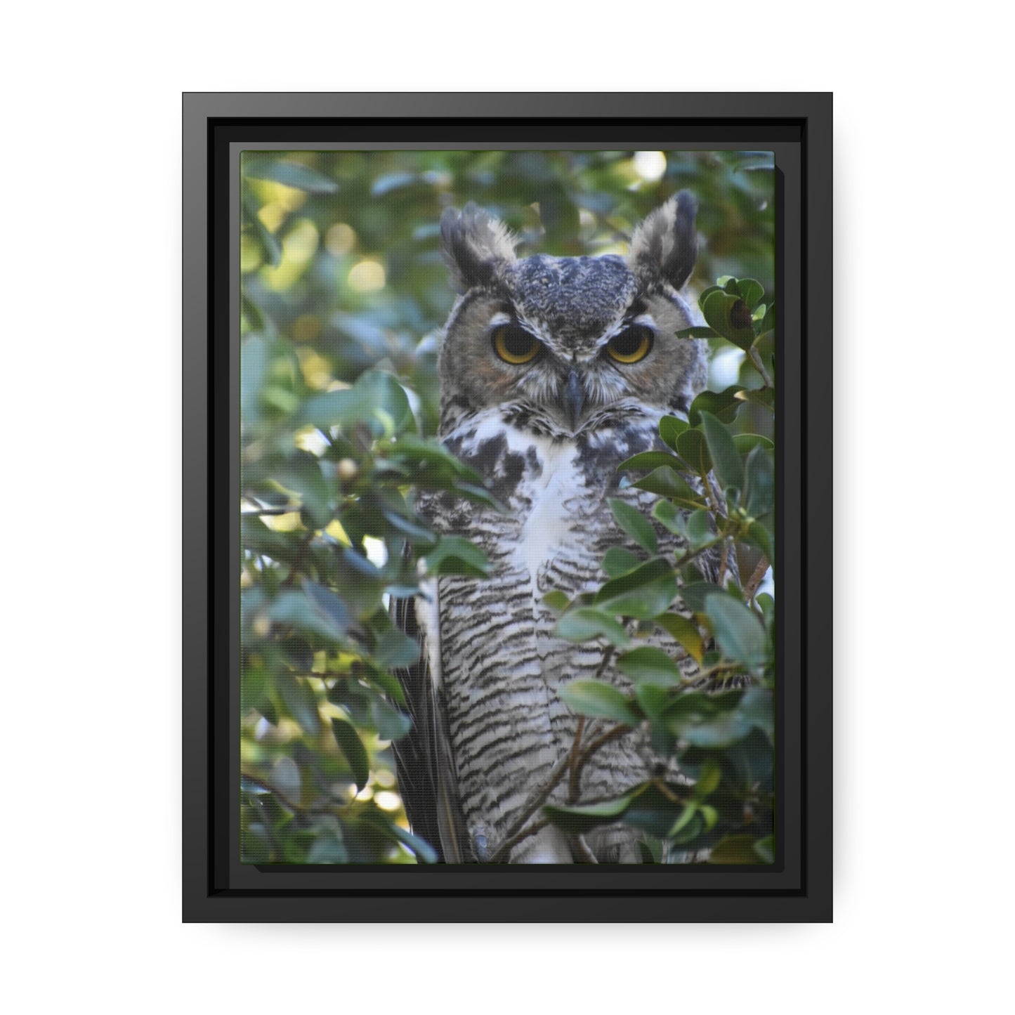 Great Horned Owl Canvas, Black Frame