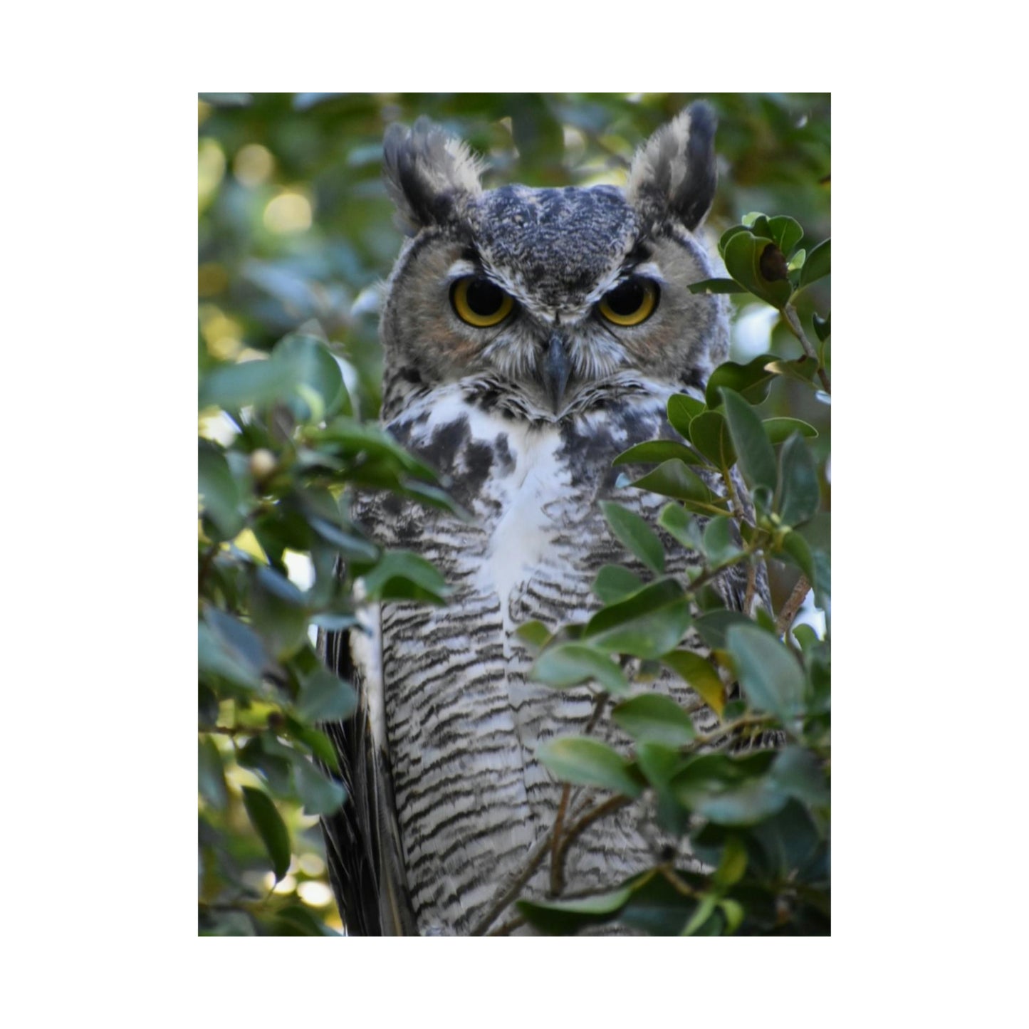 Great Horned Owl Poster Print 18"x24" and 24"x36"