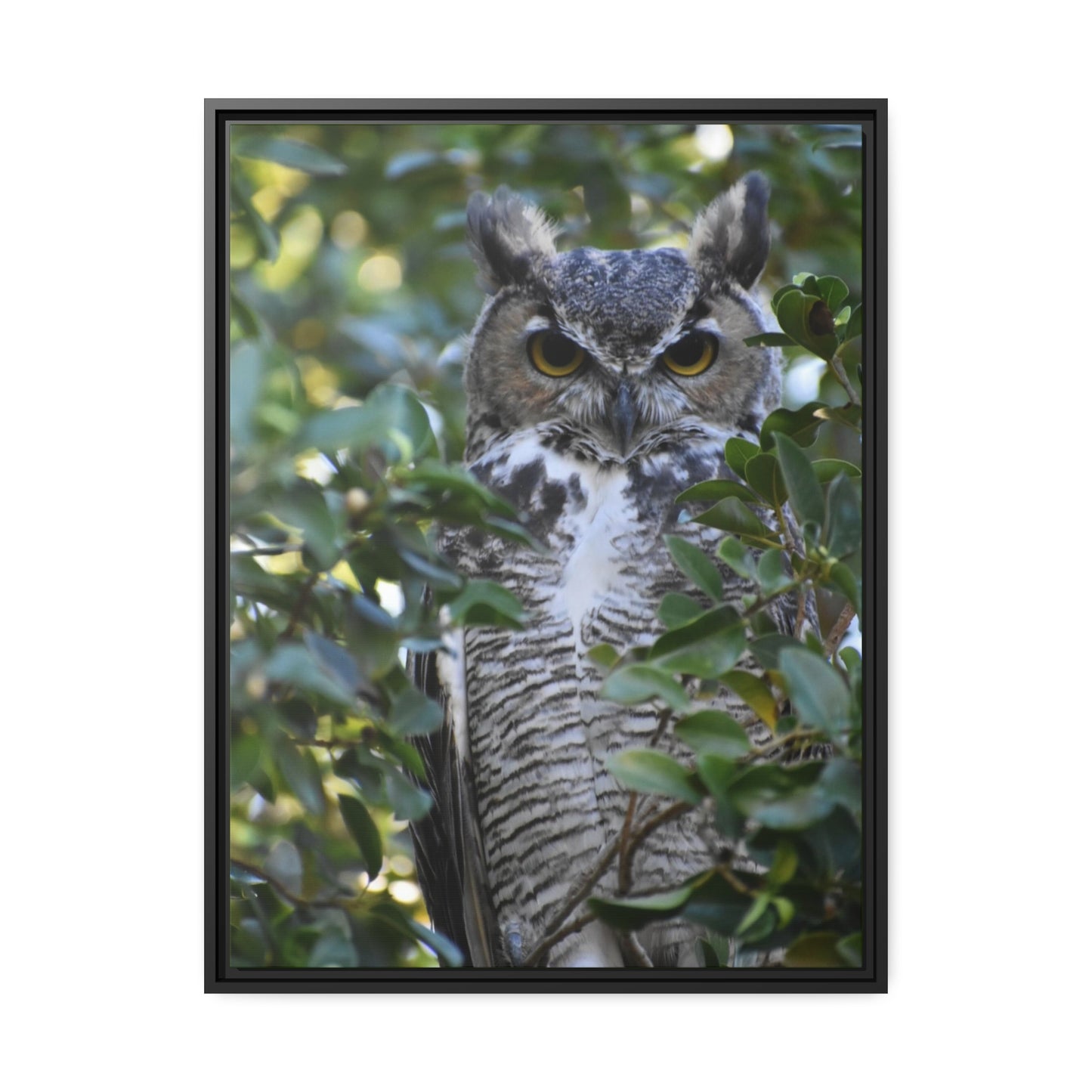 Great Horned Owl Canvas, Black Frame