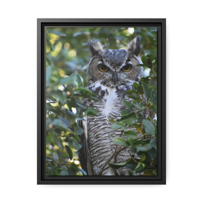 Great Horned Owl Canvas, Black Frame