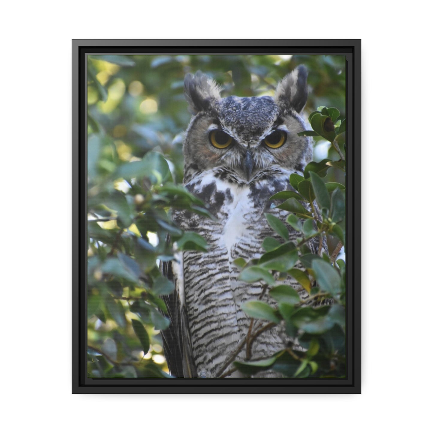 Great Horned Owl Canvas, Black Frame