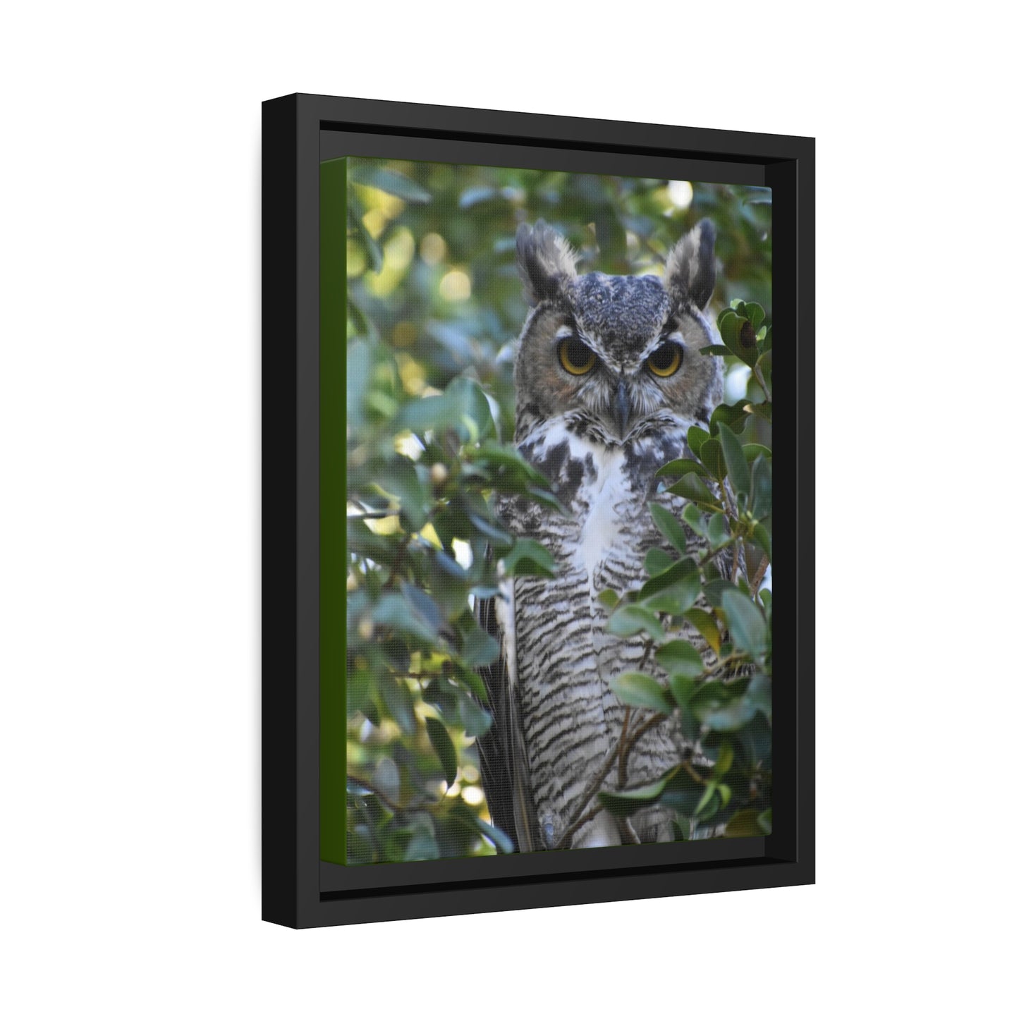 Great Horned Owl Canvas, Black Frame