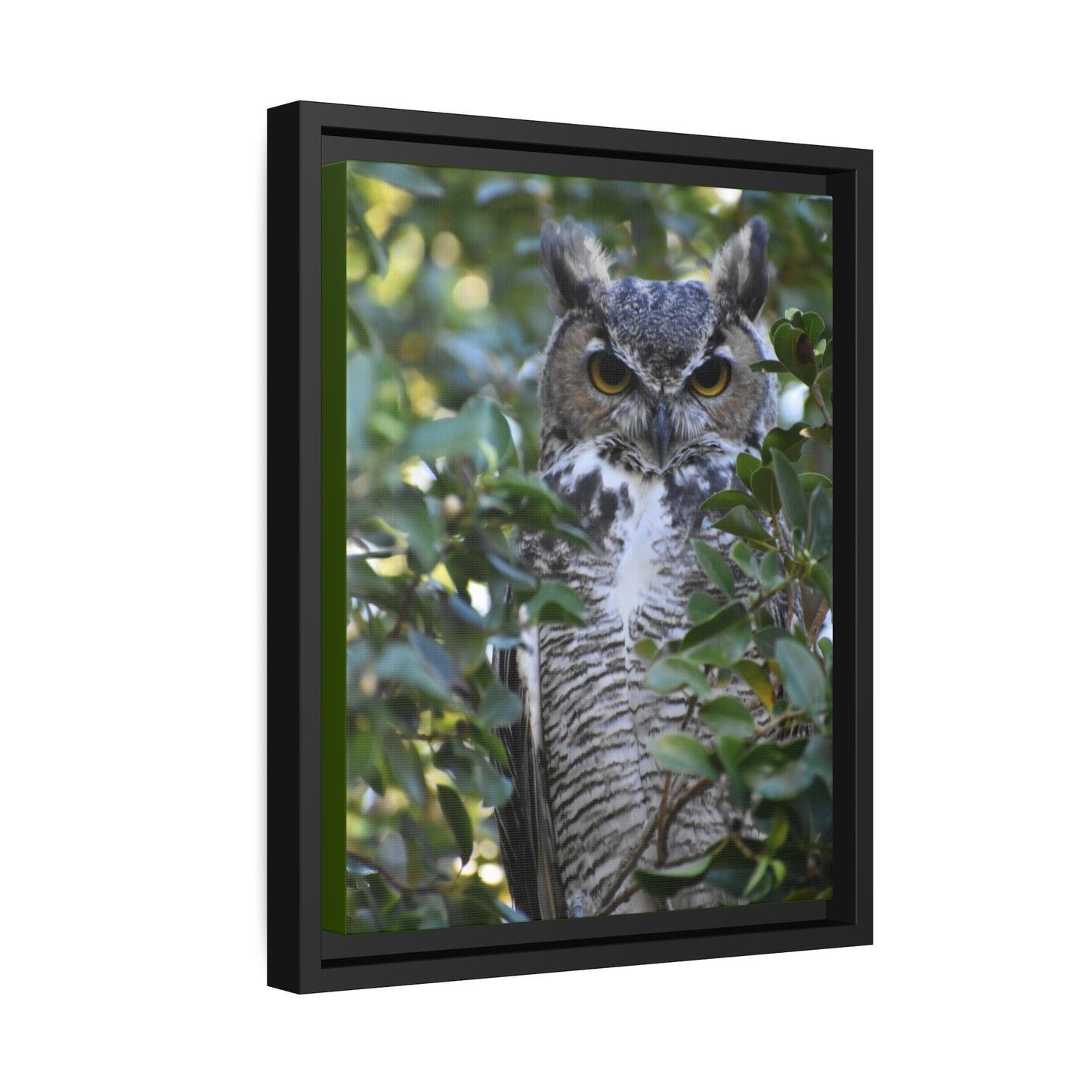 Great Horned Owl Canvas, Black Frame